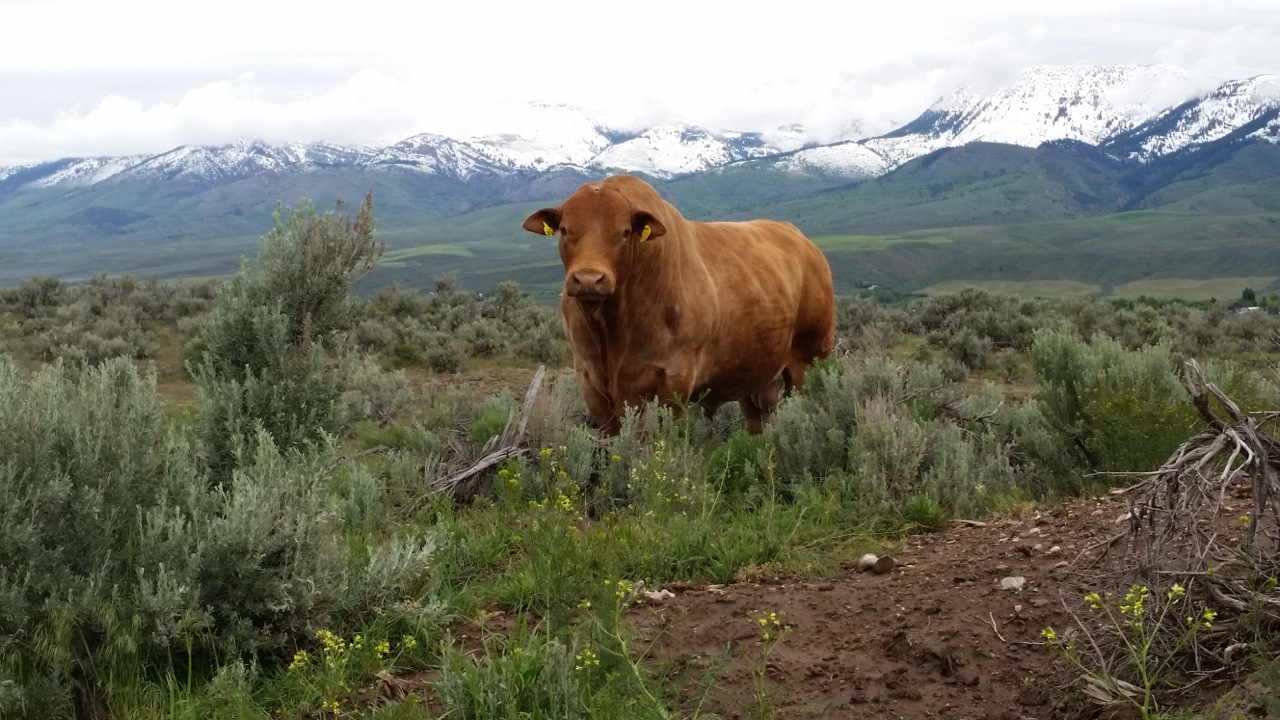 Casey Beefmaster Herd Sire 6-31 in Idaho May 2015 - Photo by Doug Johnson