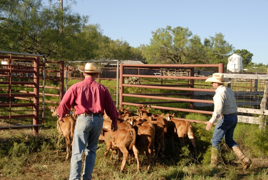 Clement Cowboys Working Calves (TX).