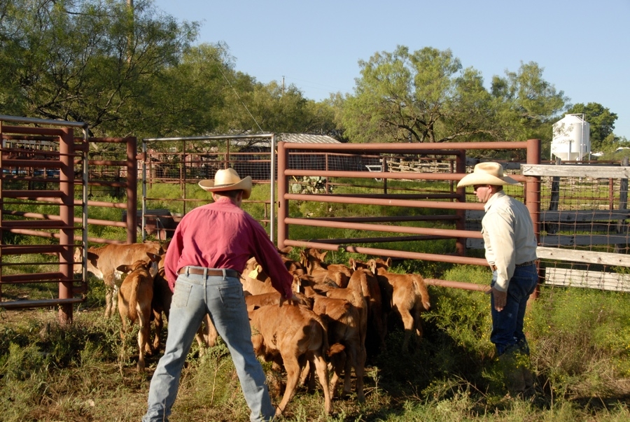 Clement Cowboys Working Calves (TX).