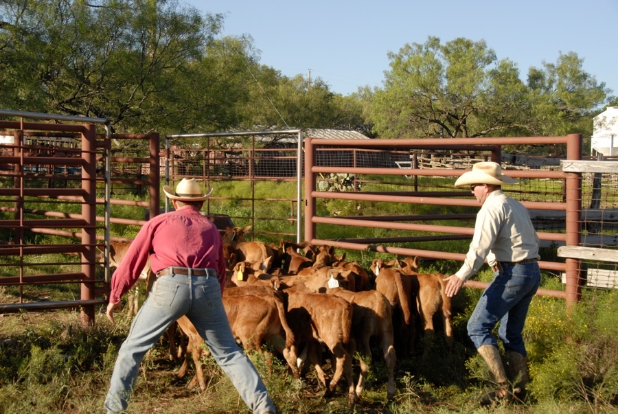 Clement Cowboys Working Calves (TX).