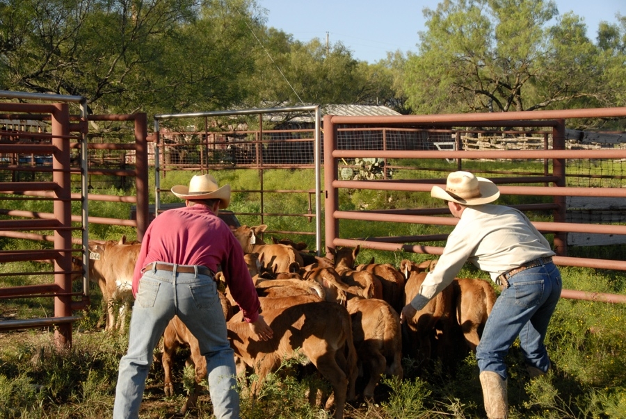 Clement Cowboys Working Calves (TX).