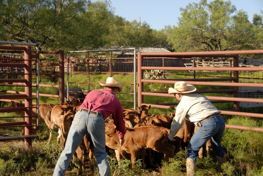 Clement Cowboys Working Calves (TX).