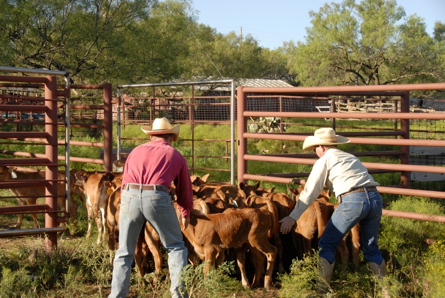 Clement Cowboys Working Calves (TX).