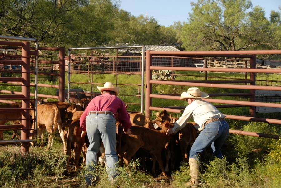 Clement Cowboys Working Calves (TX).