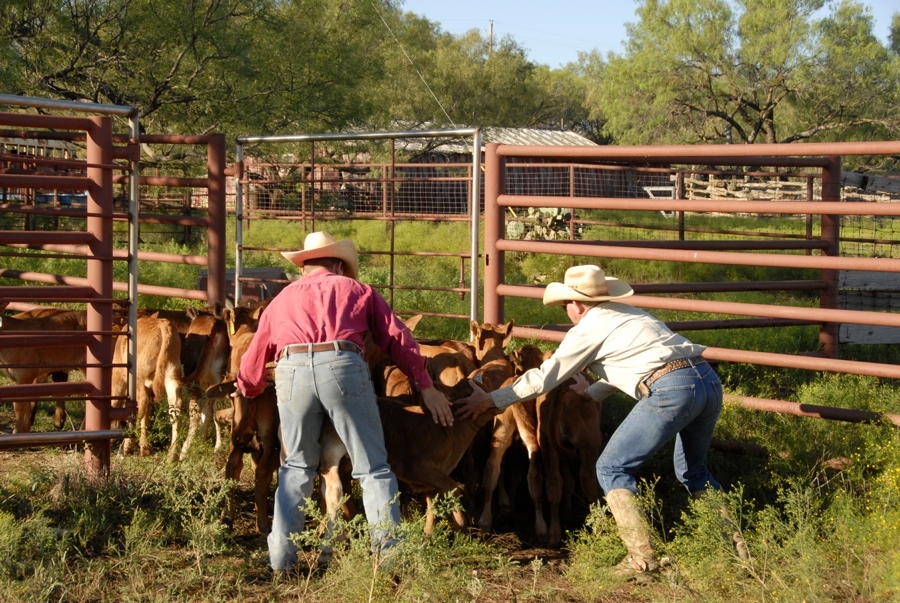 Clement Cowboys Working Calves (TX).