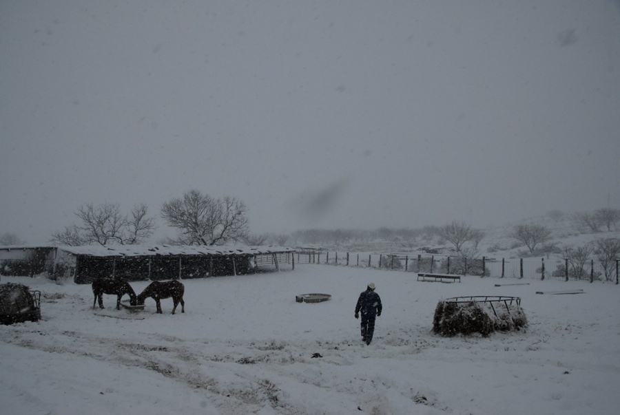 Getting Ready To Feed the Horses - TX.