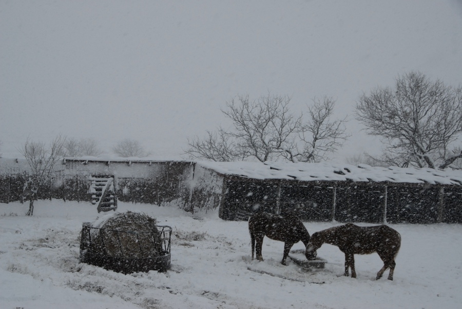 Feeding Horses - TX.