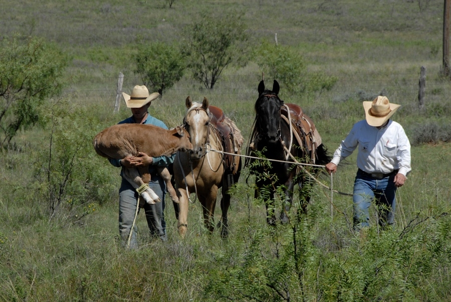 Clement Cowboys (TX).