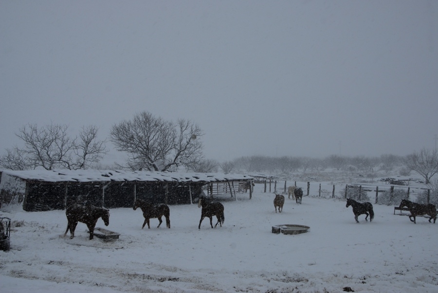 Feeding Horses - TX.