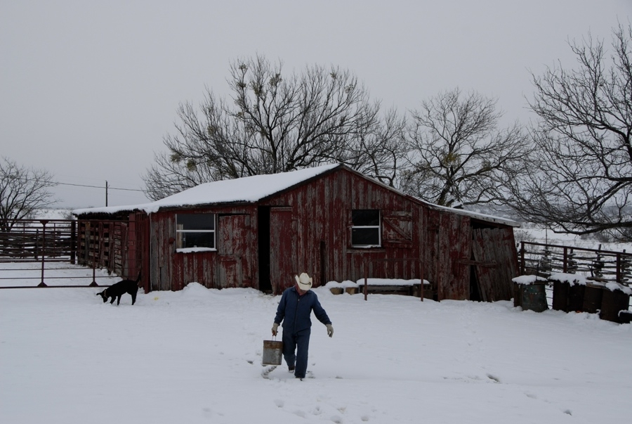 Getting Ready To Feed the Horses - TX.