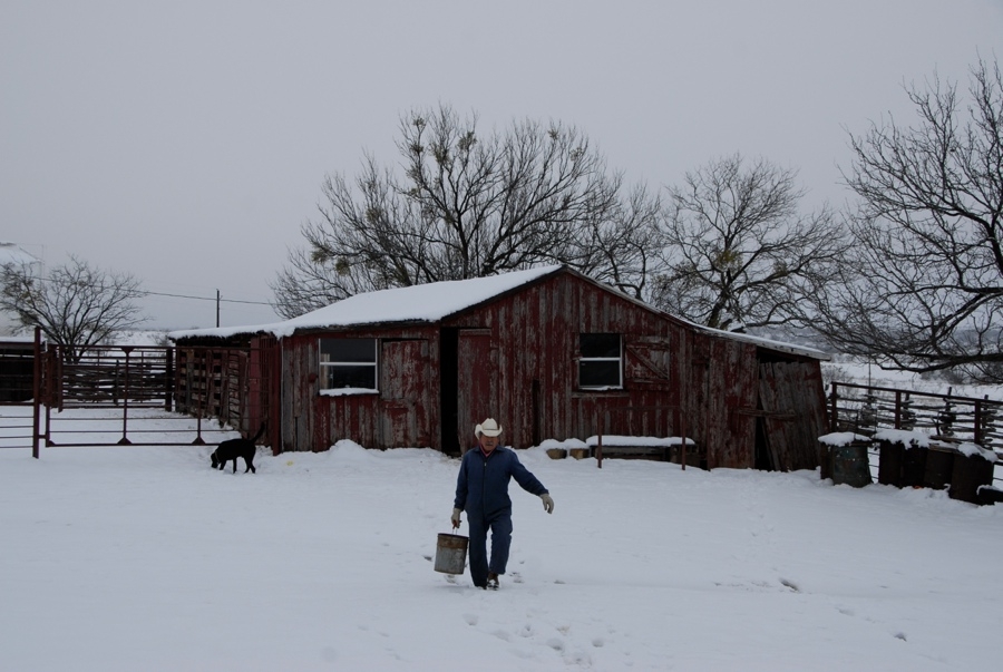 Getting Ready To Feed the Horses - TX.