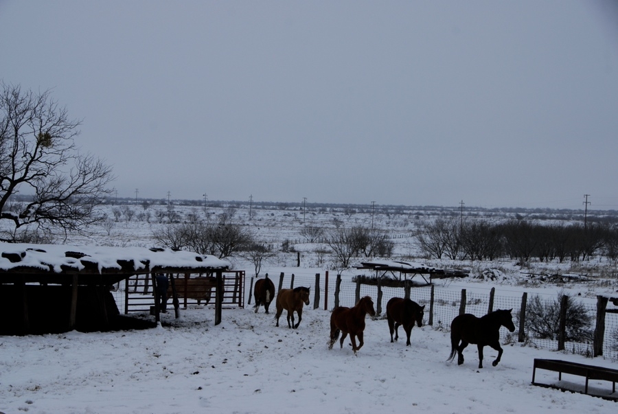 Feeding Horses - TX.