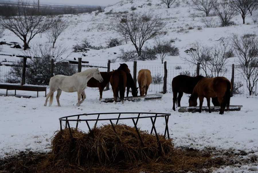 Feeding Horses - TX.