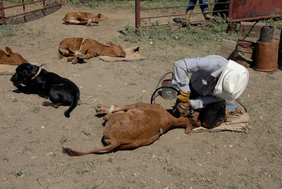 Working Calves w/ Luke (TX).