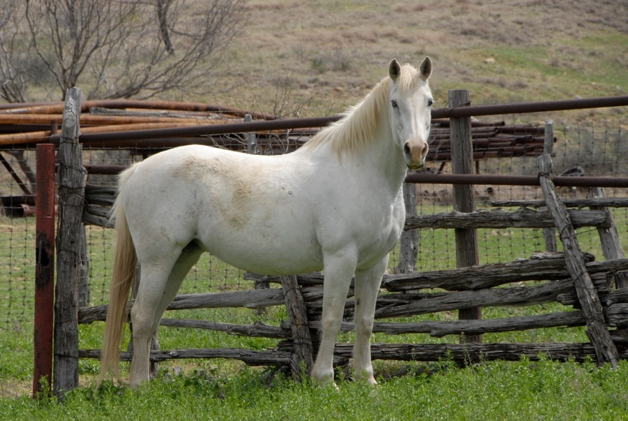 Horse & Fence.