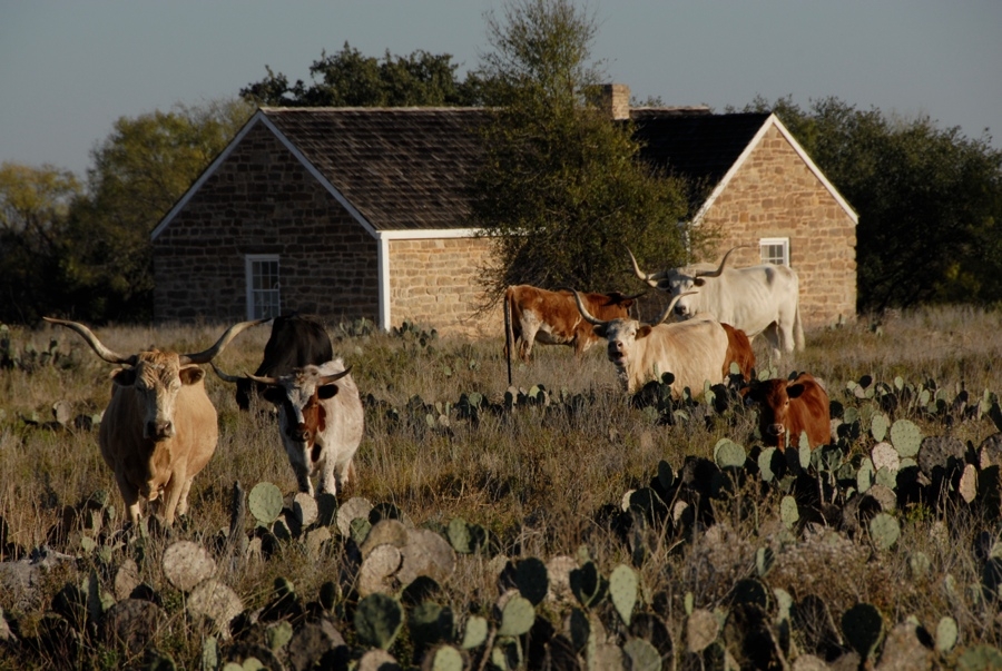 TX State Longhorn Herd (Fort Griffin).