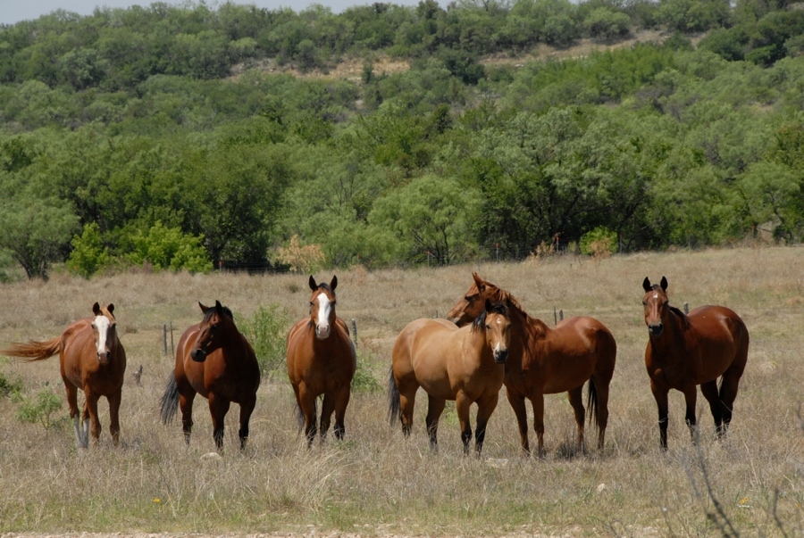 Horses.