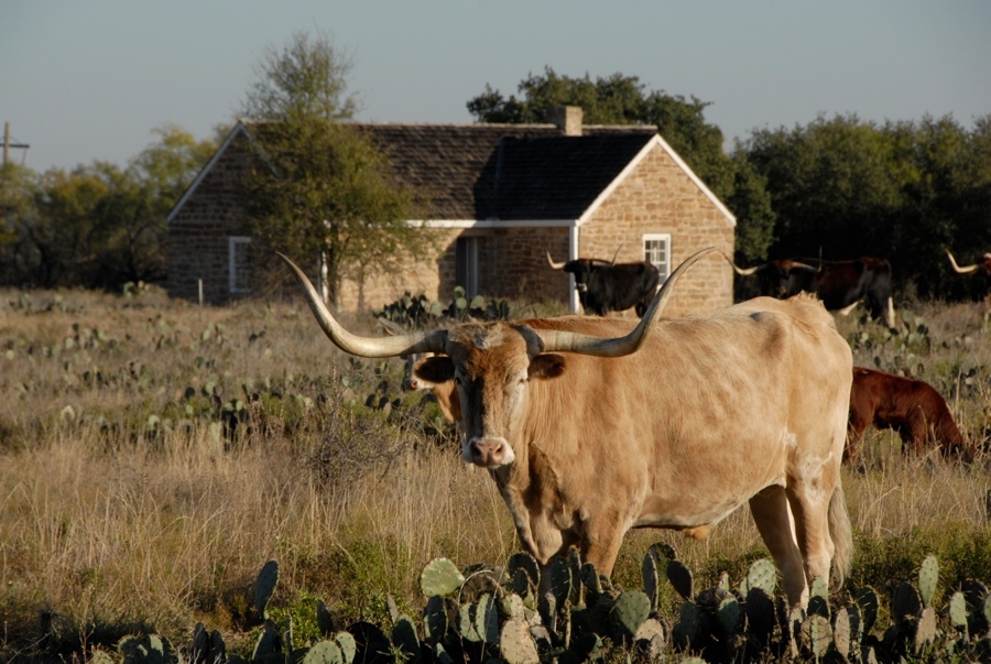 TX State Longhorn Herd (Fort Griffin).