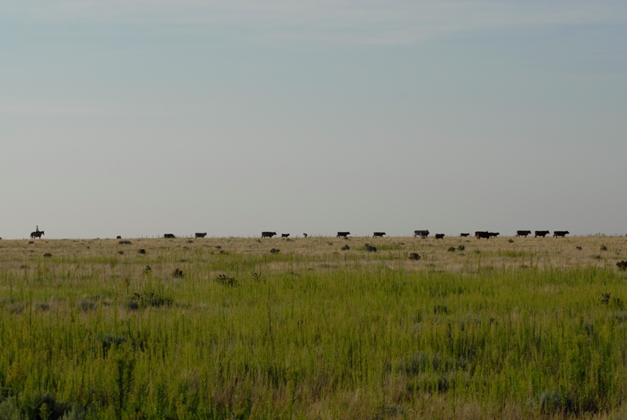 Chico Basin Ranch (CO).