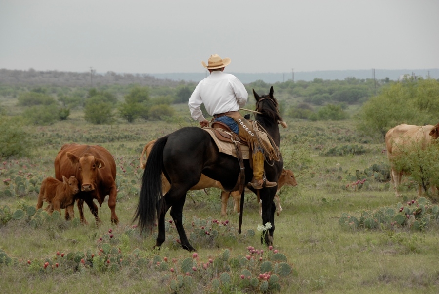 Texas Cowboys.