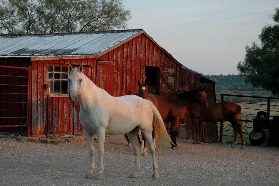 Horse & Barn.