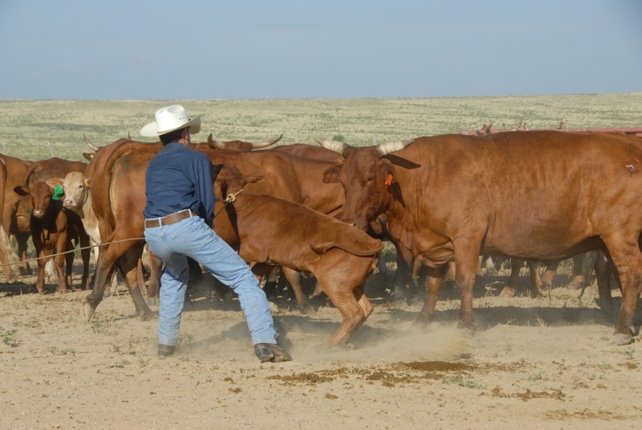 Chico Basin Ranch (CO).