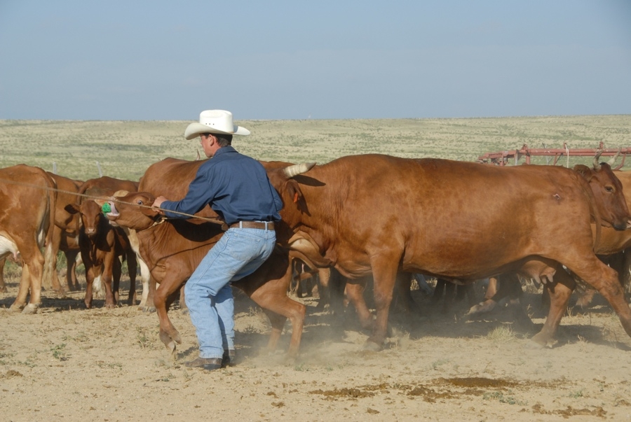 Chico Basin Ranch (CO).