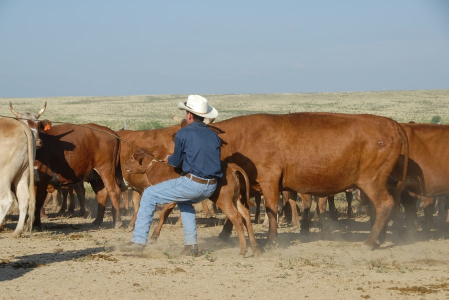 Chico Basin Ranch (CO).