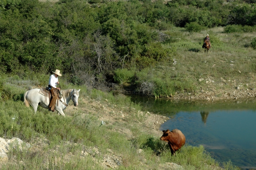 Working Cattle.