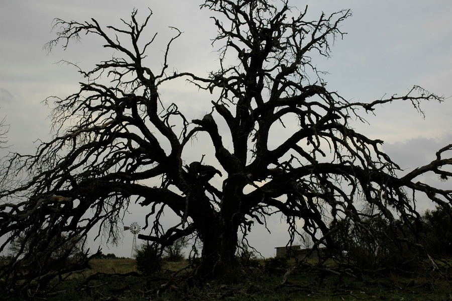 Roche Ranch Scenes - TX.