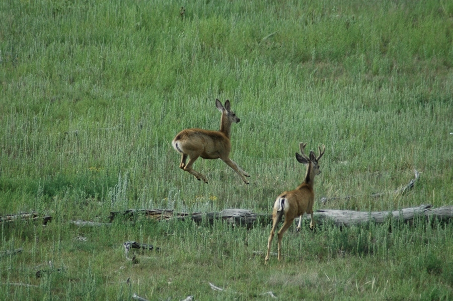 Great Plains Scene (CO).