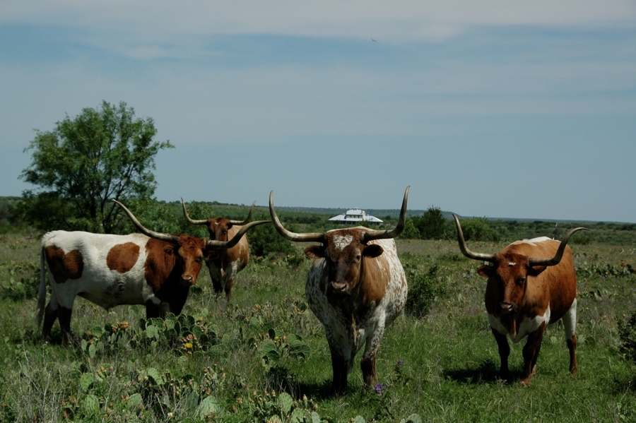 Cook Ranch Longhorns (TX).