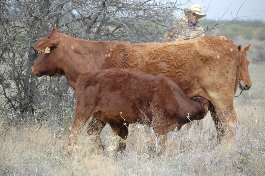 Watt Casey, DVM Checking Cattle - TX.