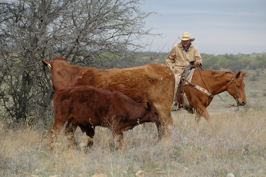 Watt Casey, DVM Checking Cattle - TX.