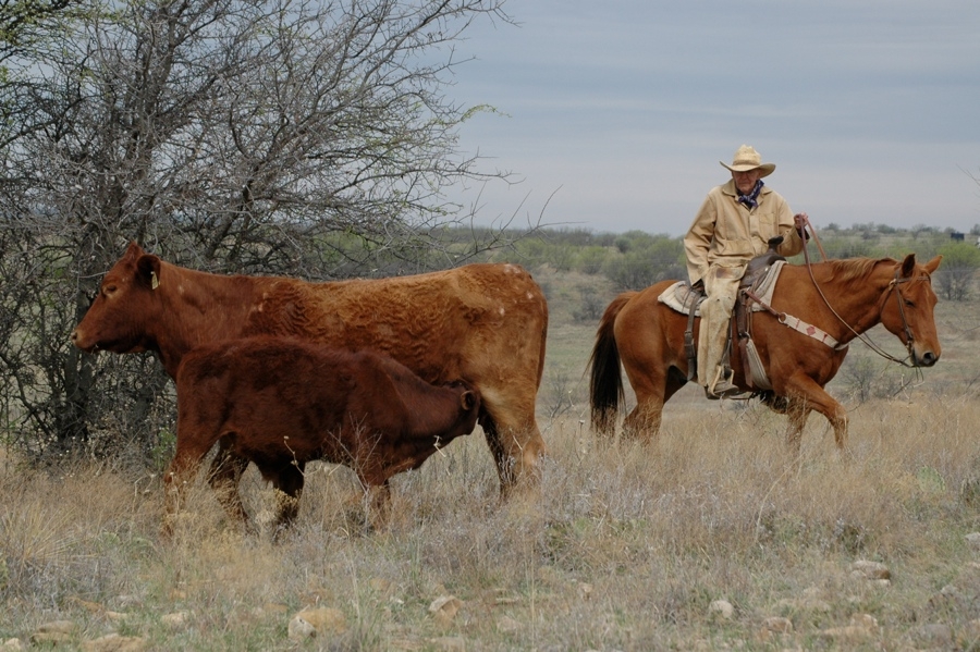 Watt Casey, DVM Checking Cattle - TX.