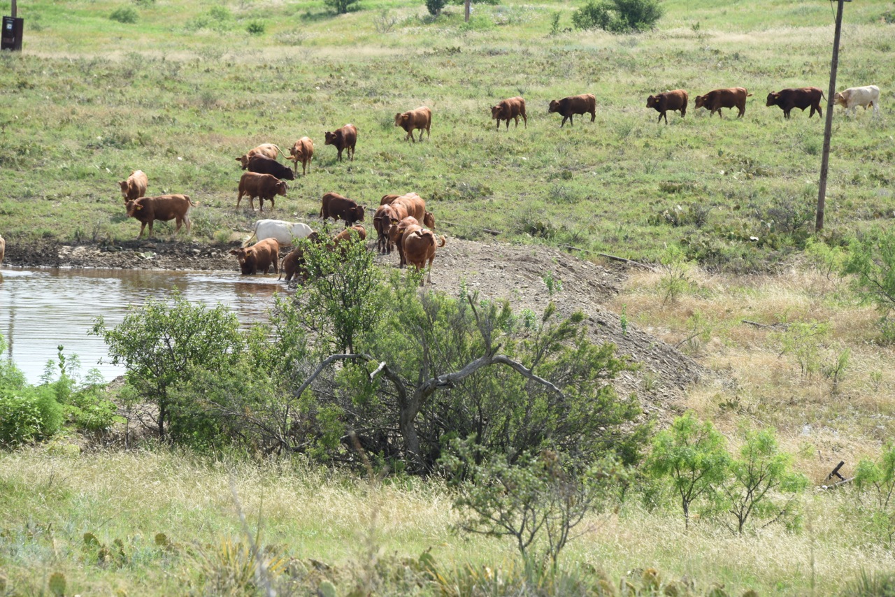 2014 Bulls Headed to Water - Thank God There Is Water This Year!!!!