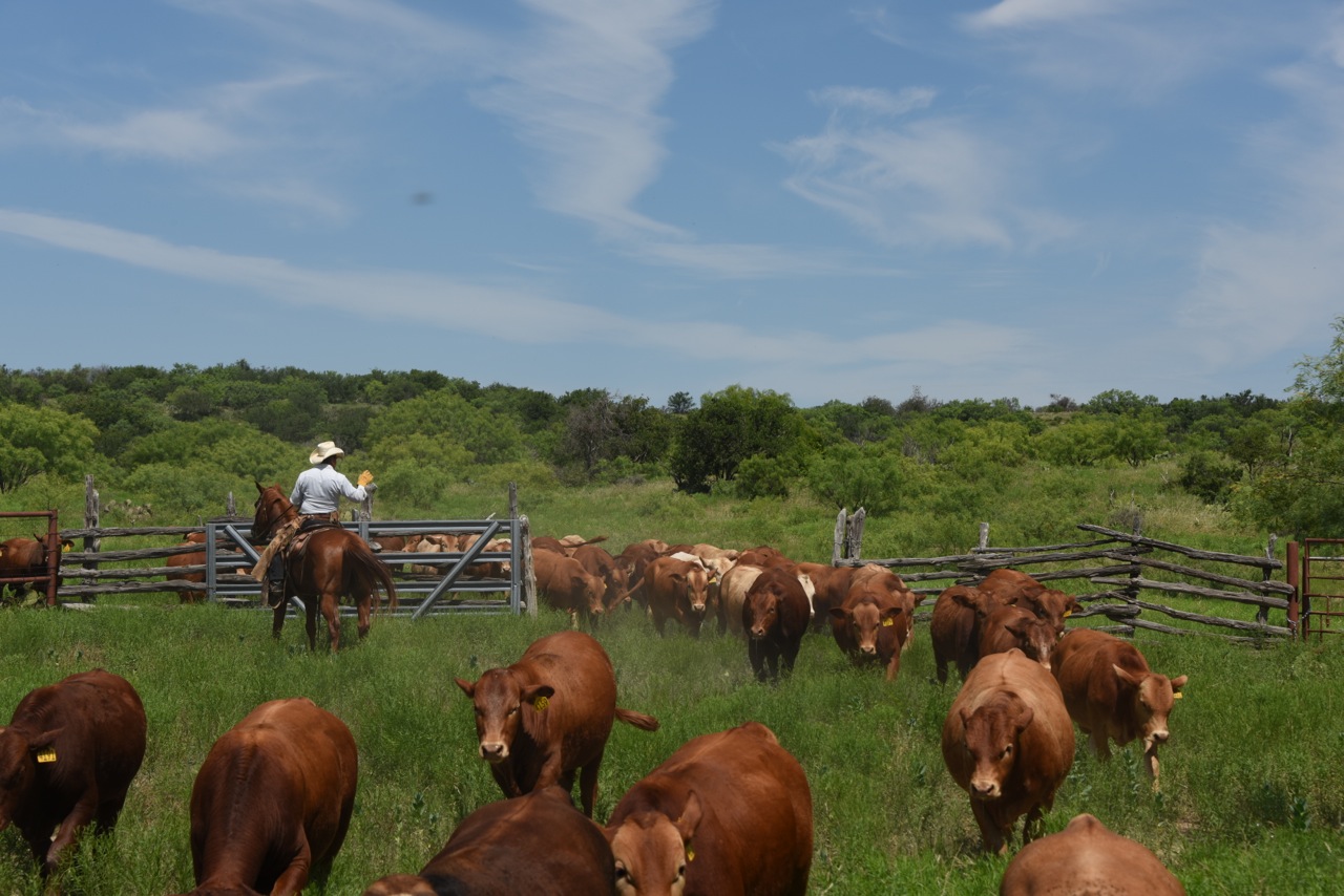 Juan Counting 2014 Bulls - June 2015