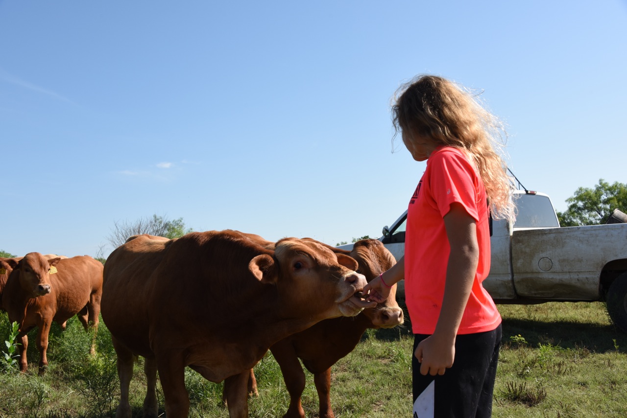 Kara from Alabama Feeding Just Weaned Bulls - June 2015