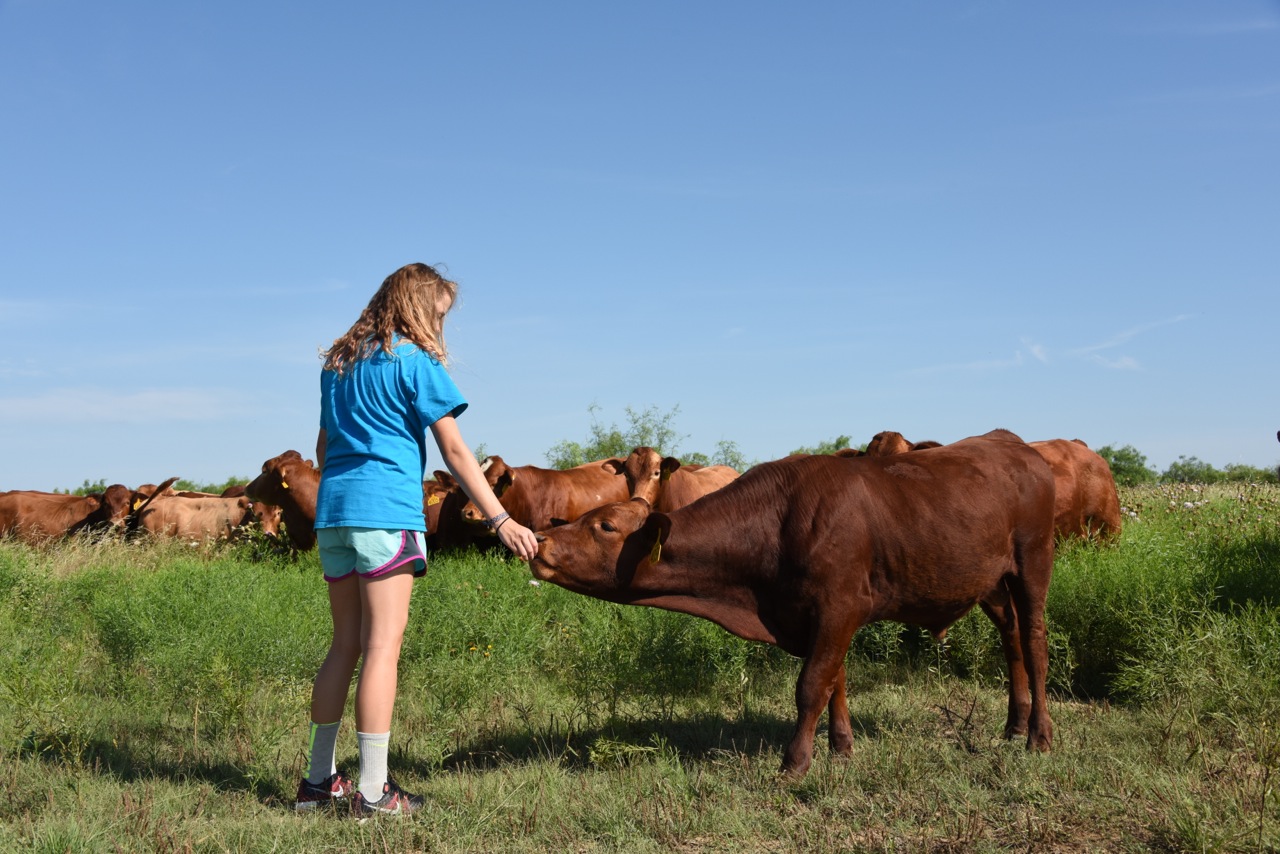 Anna from Alabama Feeding Just Weaned 2014 Bulls