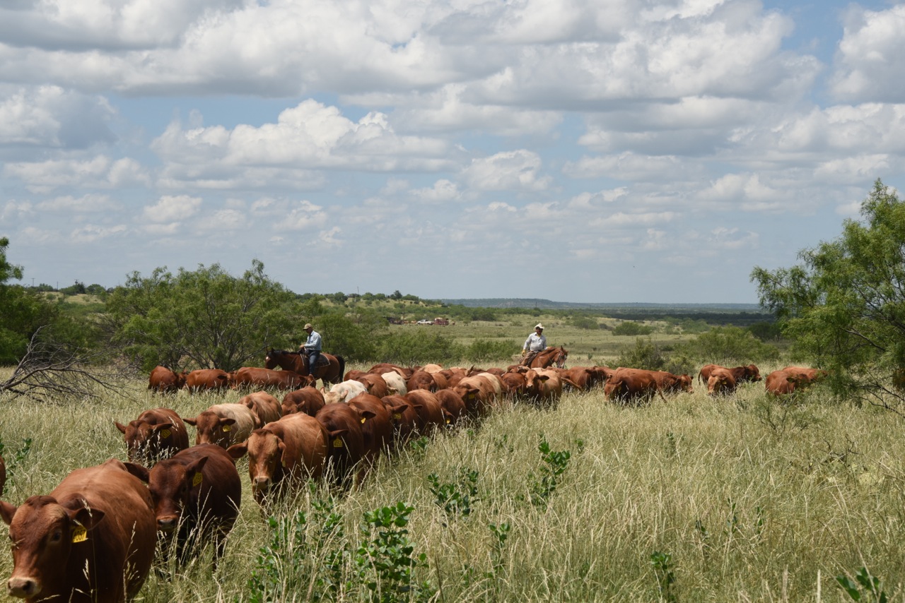 Chris and Juan and the 2014 Bulls After Branding!