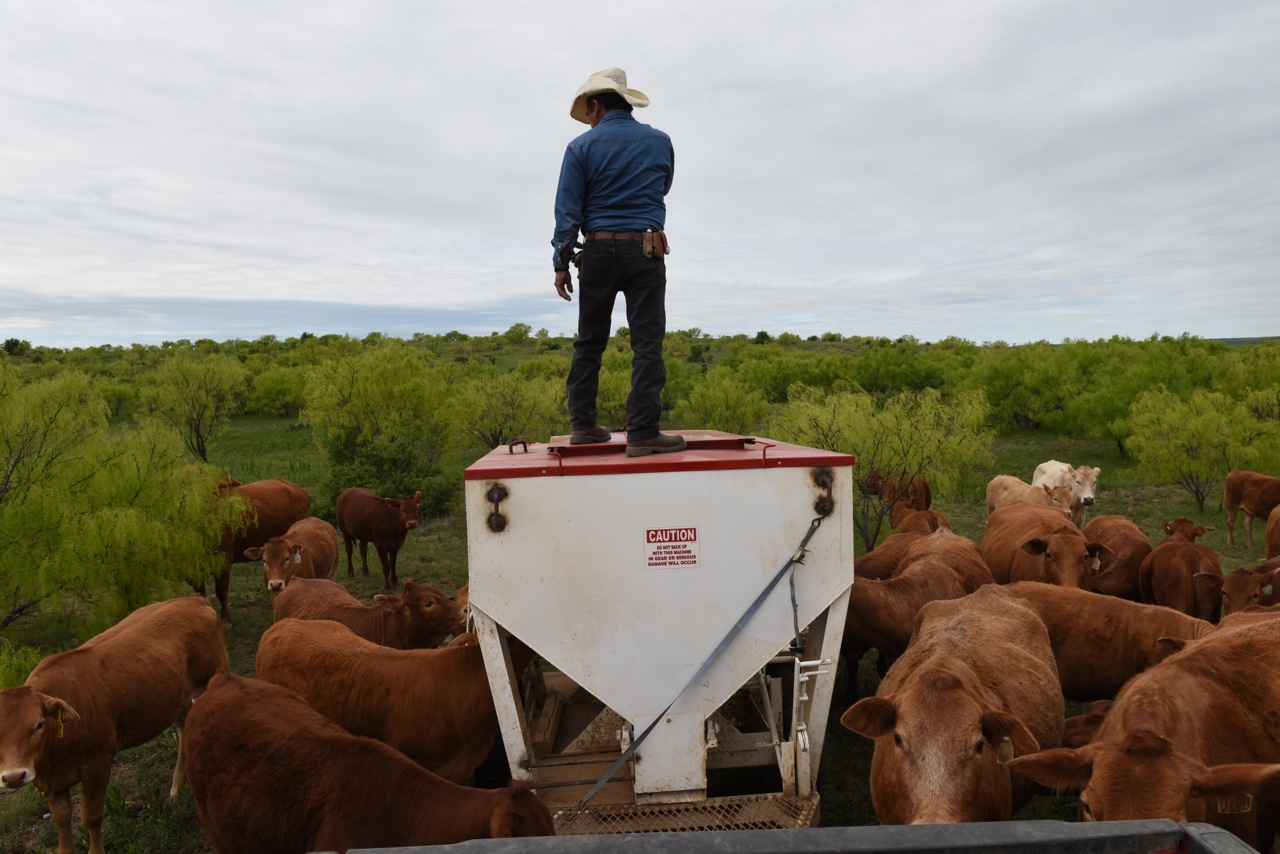 Juan Counting Cattle Before We Feed