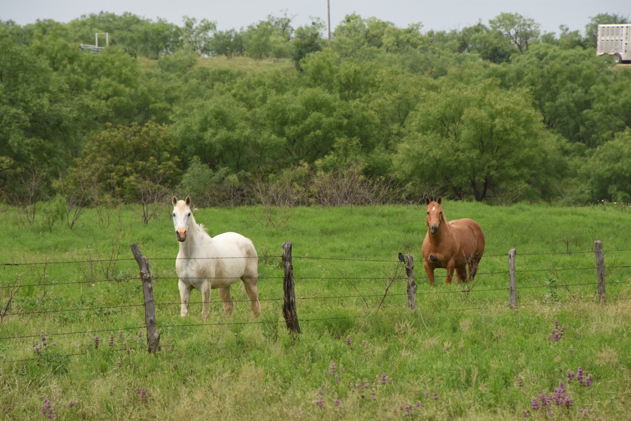 Pepita and Goldie