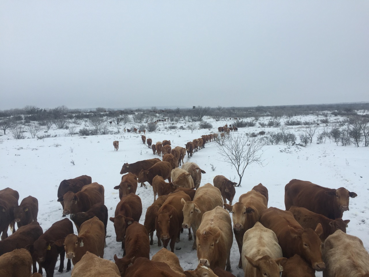 Snow Scene Early 2015