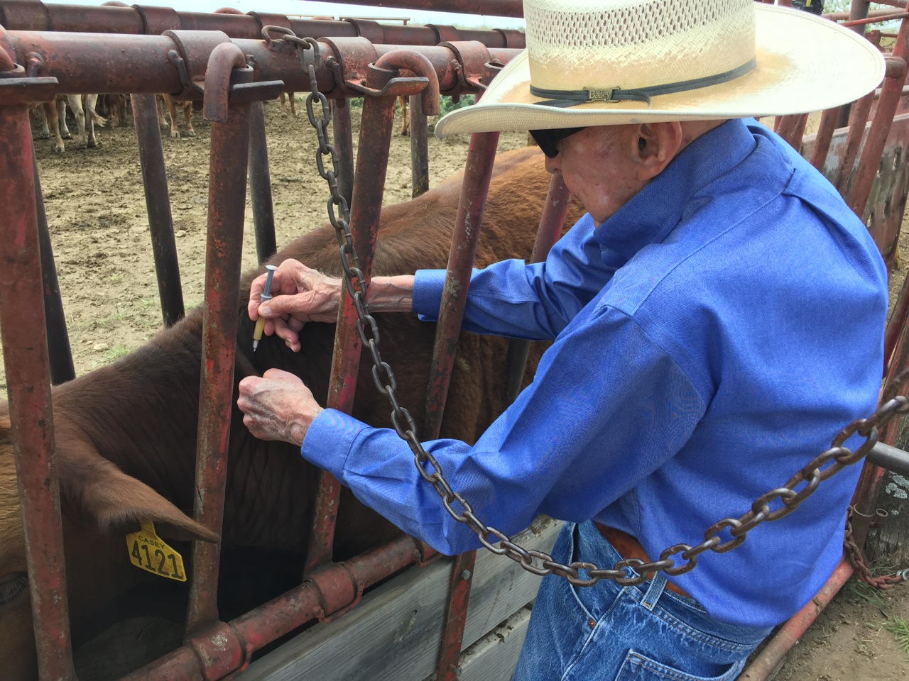 Watt @ 94 Vaccinating One More Calf