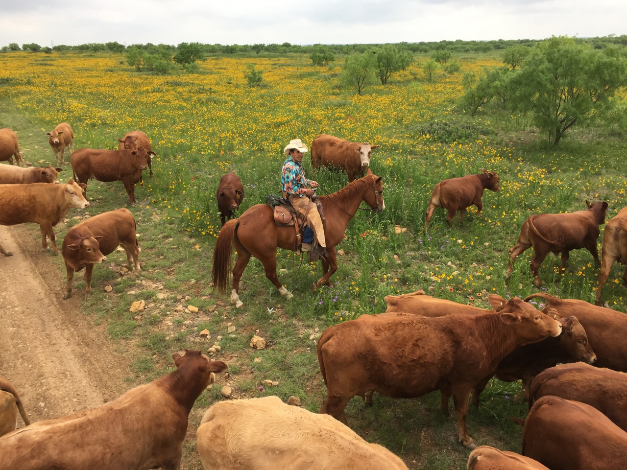 Juan and the Cows w/Bull Calves Born Aug/Sept 2014