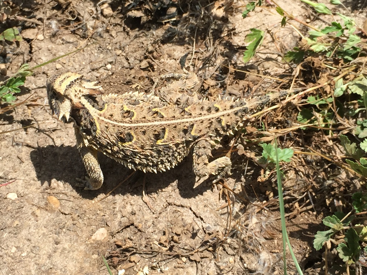 Horned Toad 6-23-15 - We See HT’s Regularly!!!
