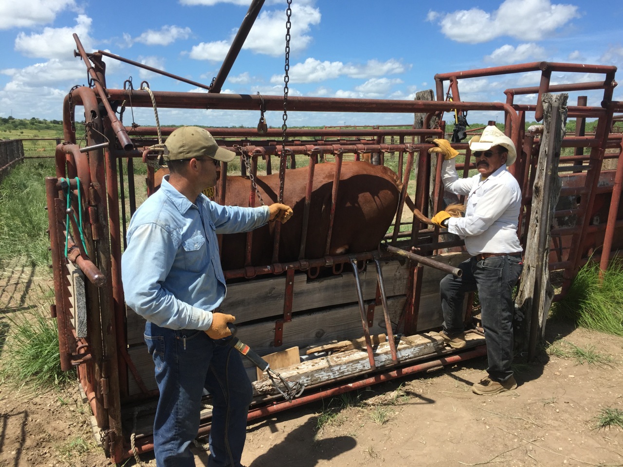 Chris and Juan Branding 2014 Bulls - June 2015