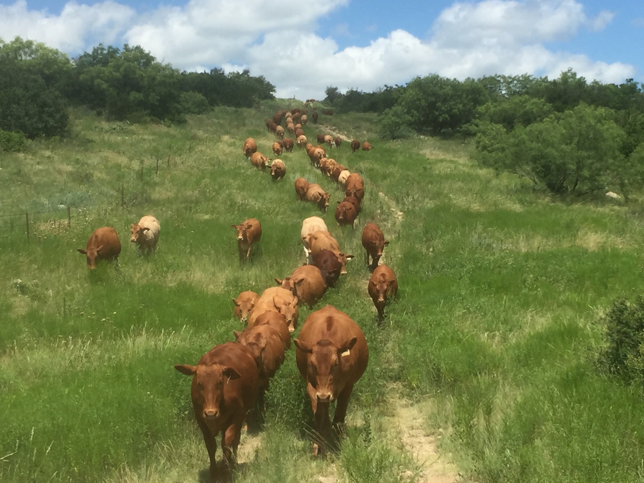 Casey Beefmaster Heifers!