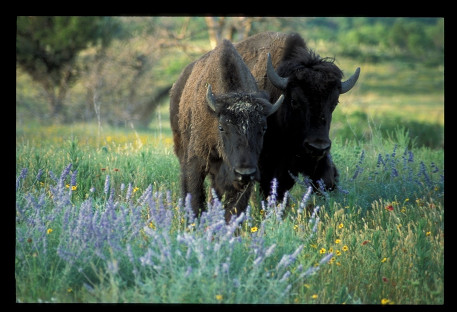 Buffalo and wildflowers.