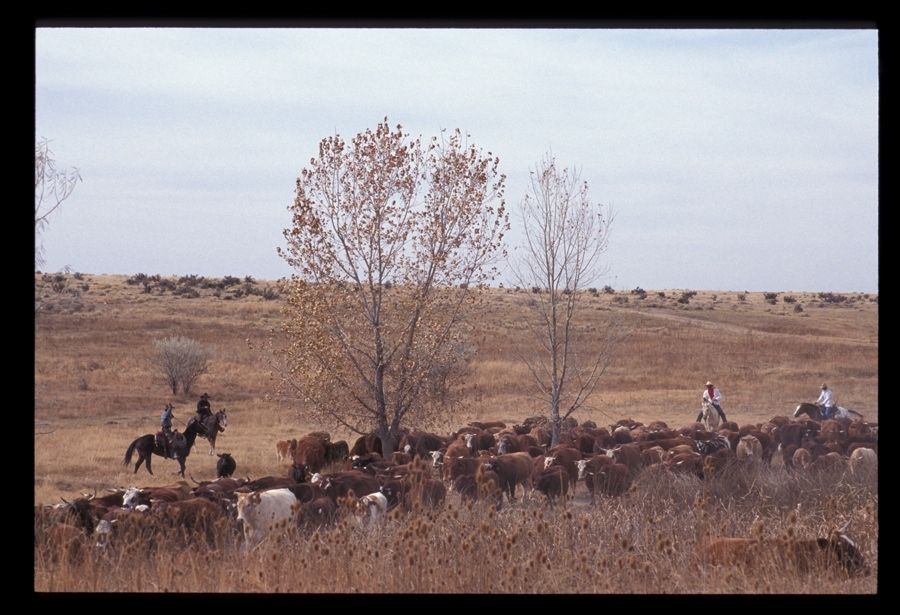 Chico Basin Ranch Roundup, CO.